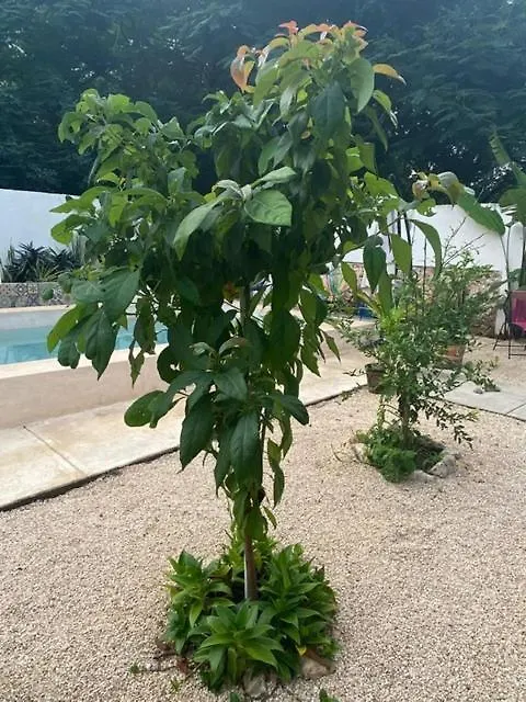 Departamento En “Casa Livia”, Piscina Y Jardin. 0*, 메리다